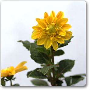 Dahlia (Yellow) - Plant ( Buy 1 Get 1 Free )